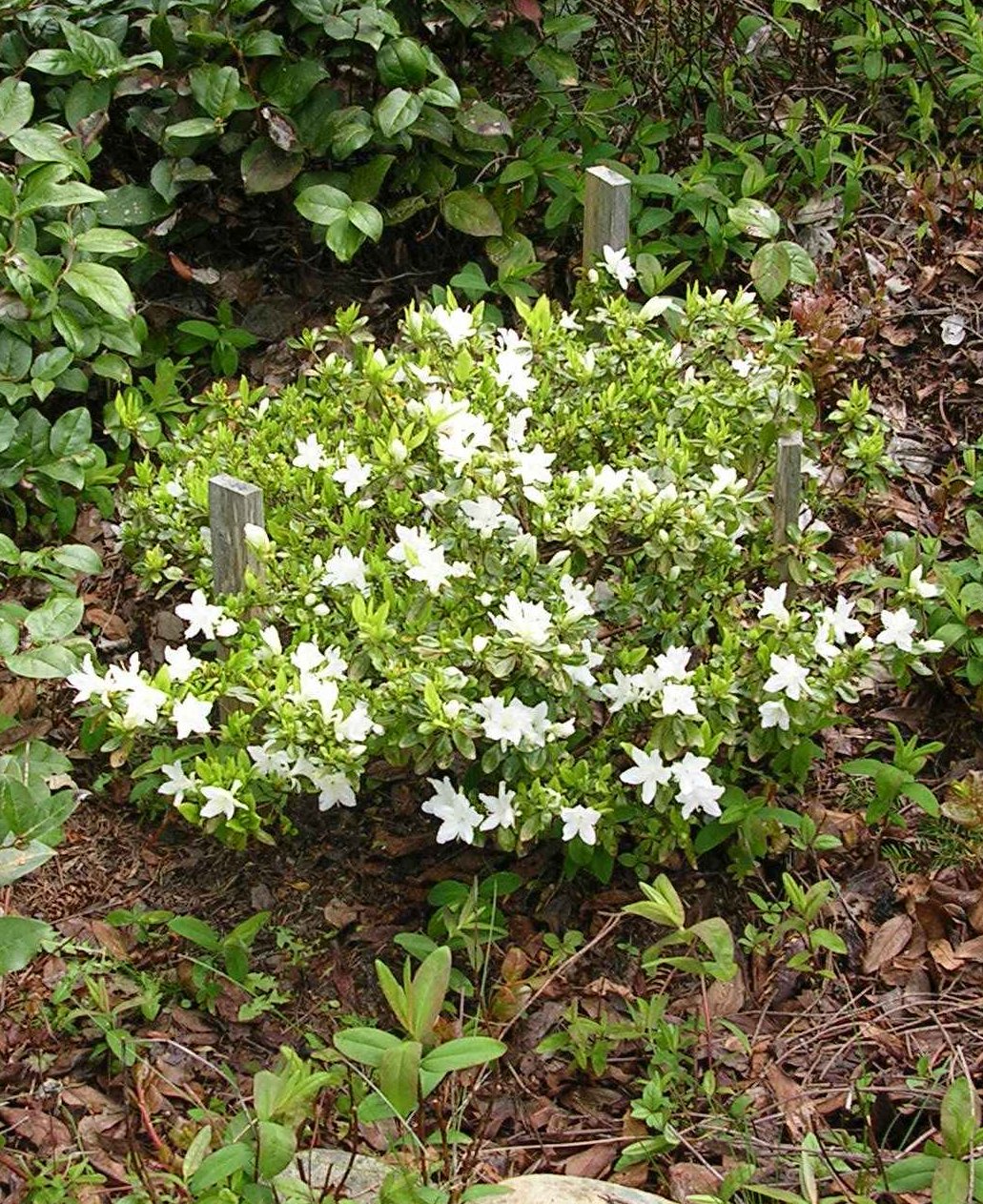 Elizabeth's azelea blooms on the west coast.