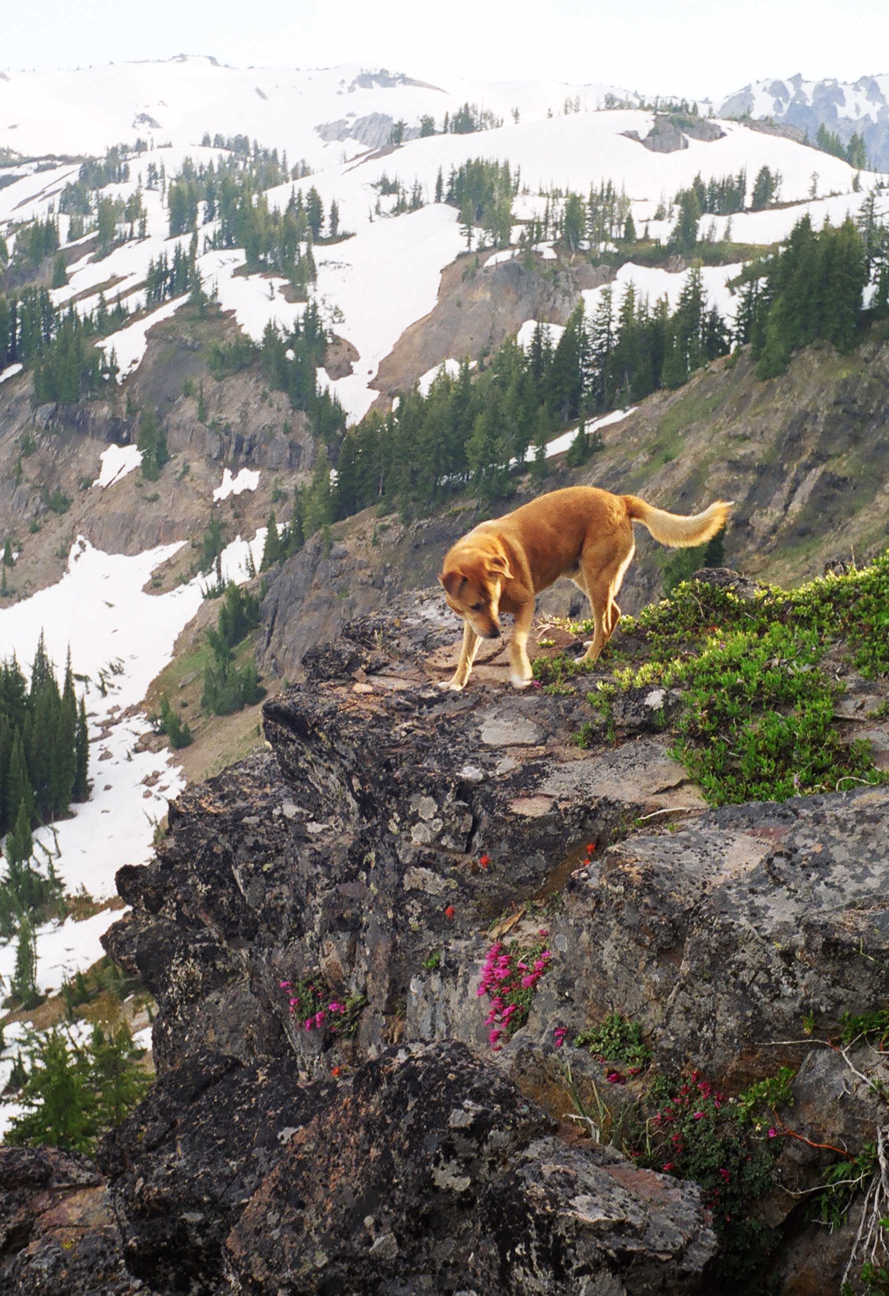 Buddy the Wonder Dog and wildflowers