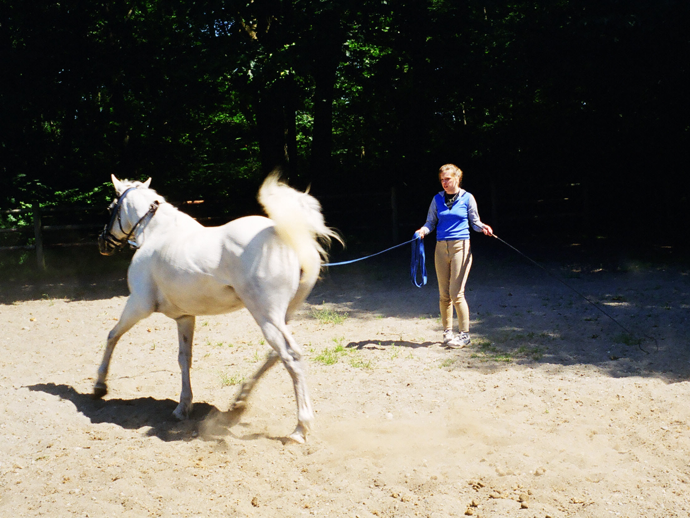 Erika lunging Sheba at the Lake Serene Pony Farm.