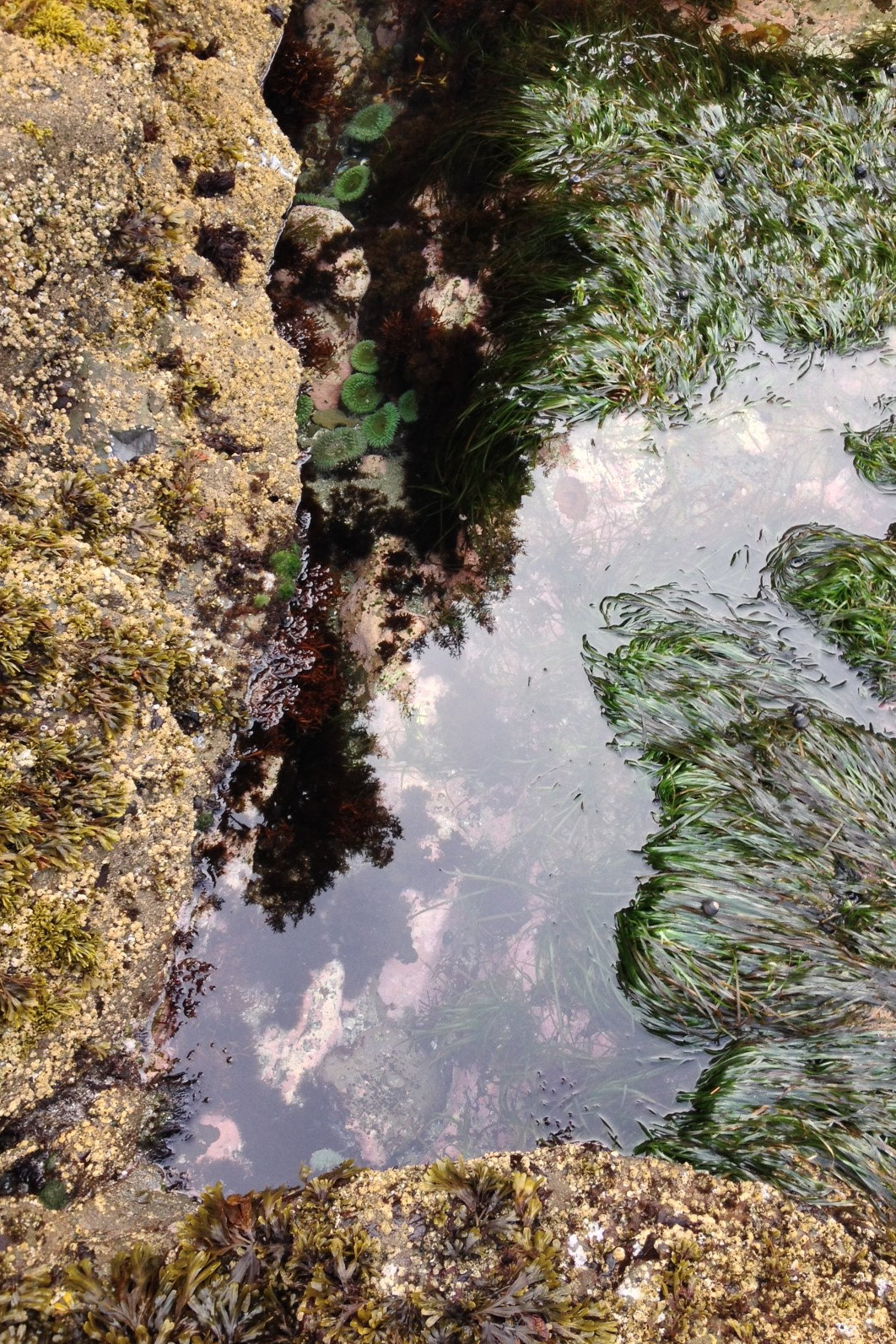 Tide pool.