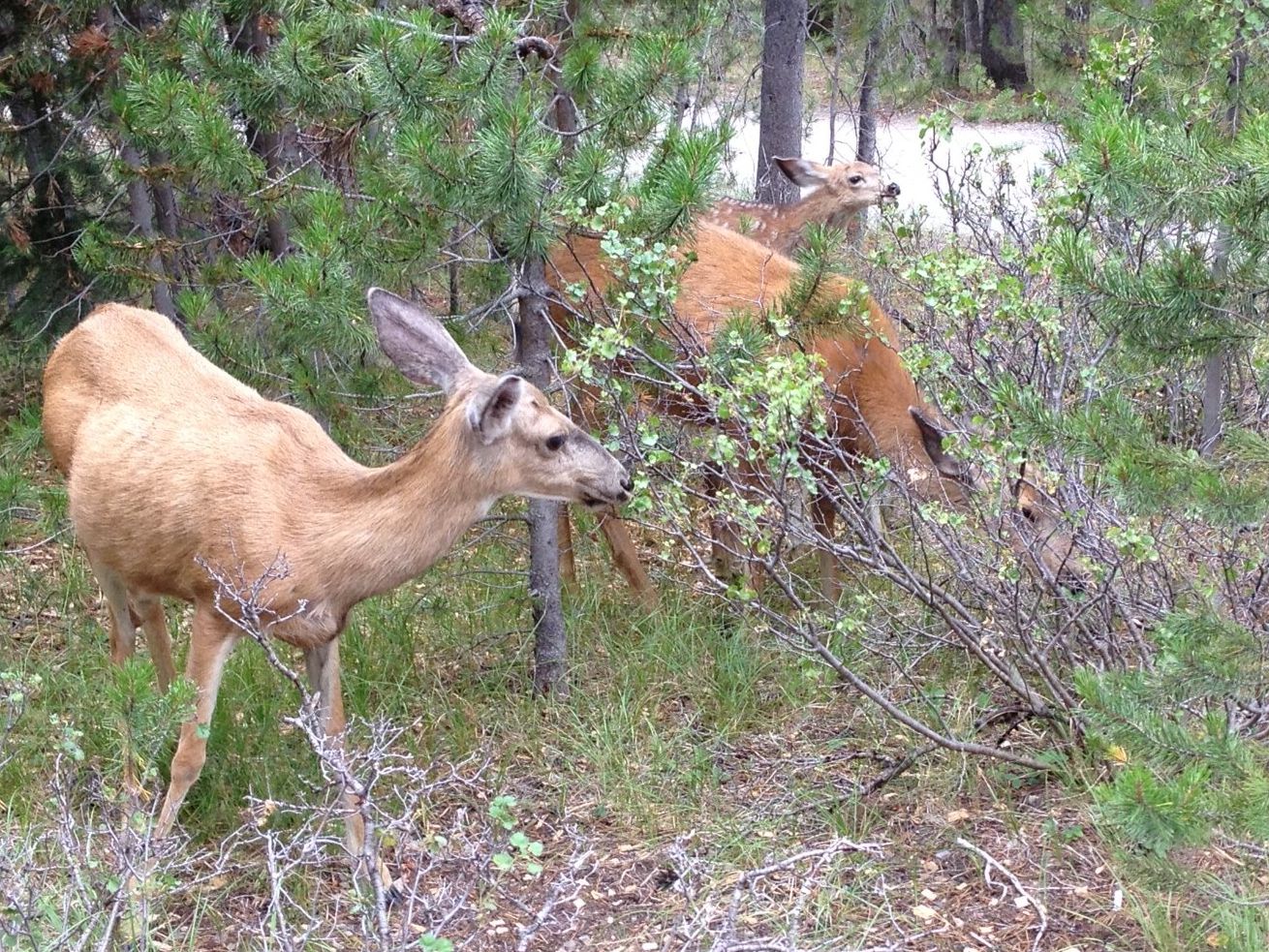 Deer in our campsite at Lava Lake.