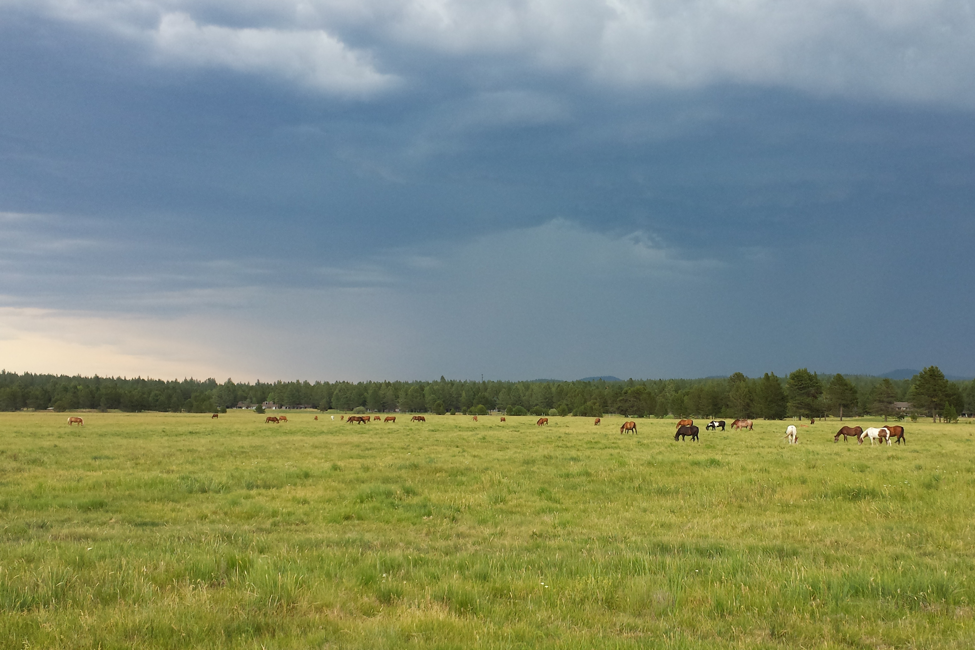 Horses near the river