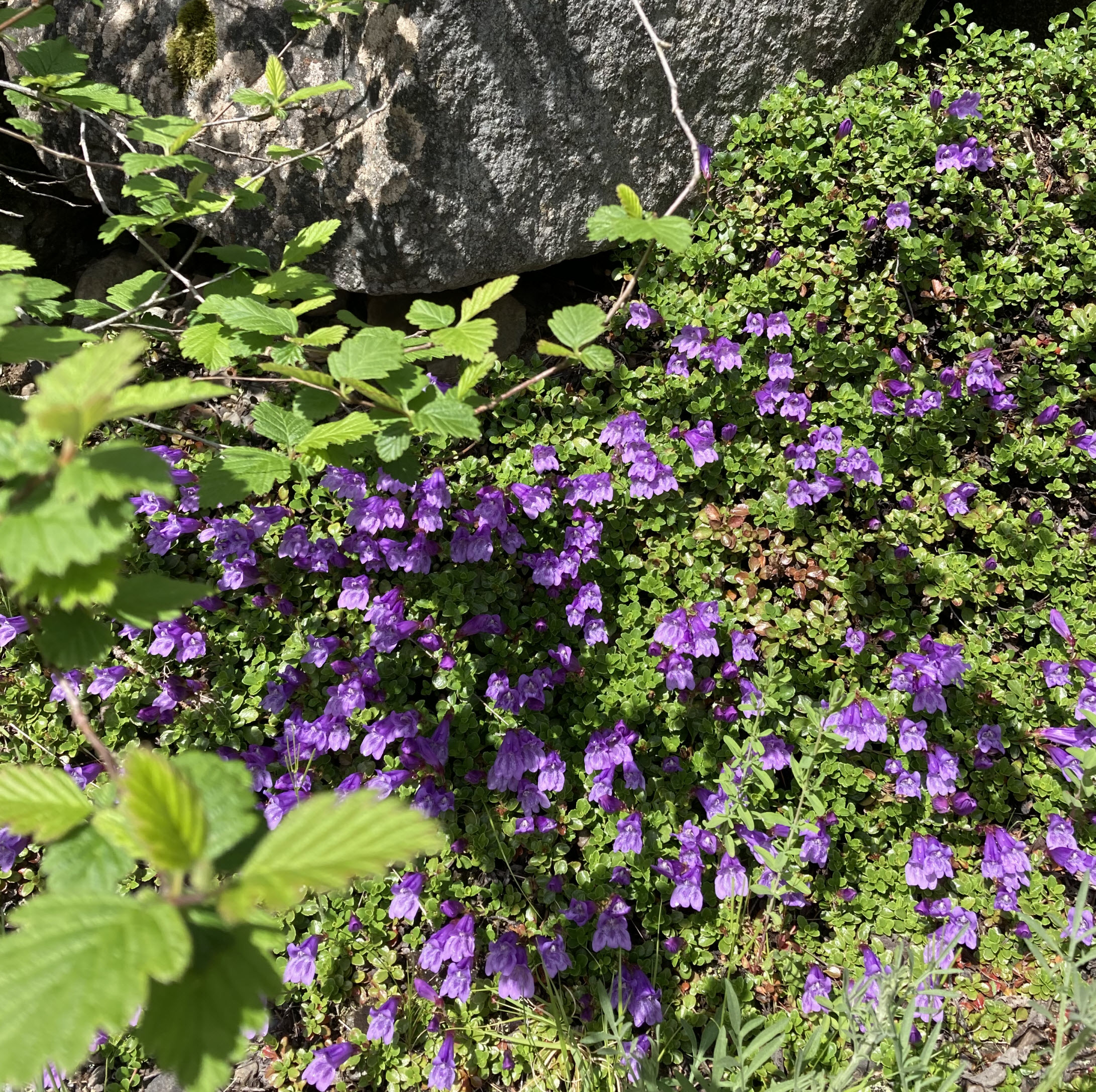 Flowers.