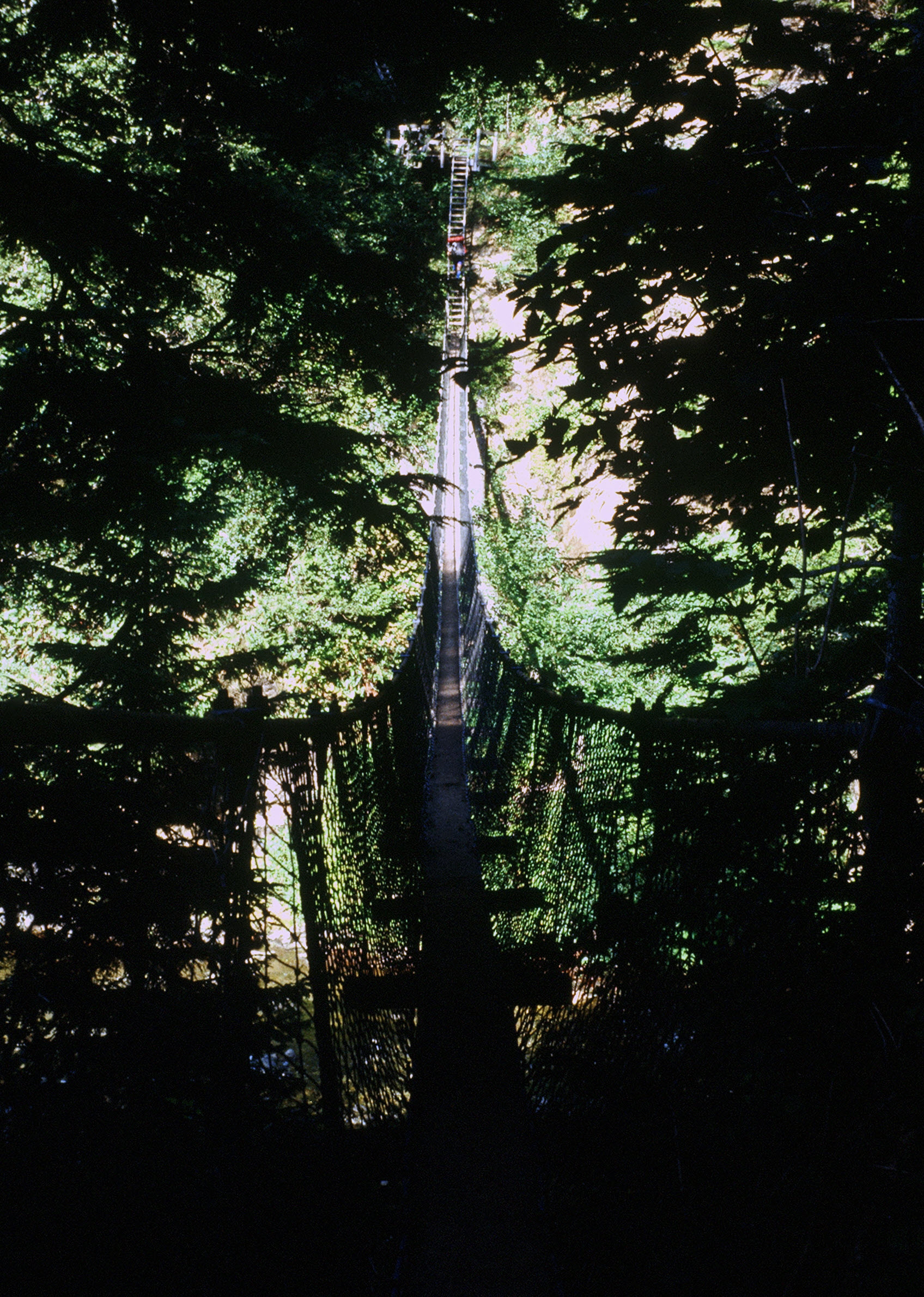 Suspension bridge on the WCT