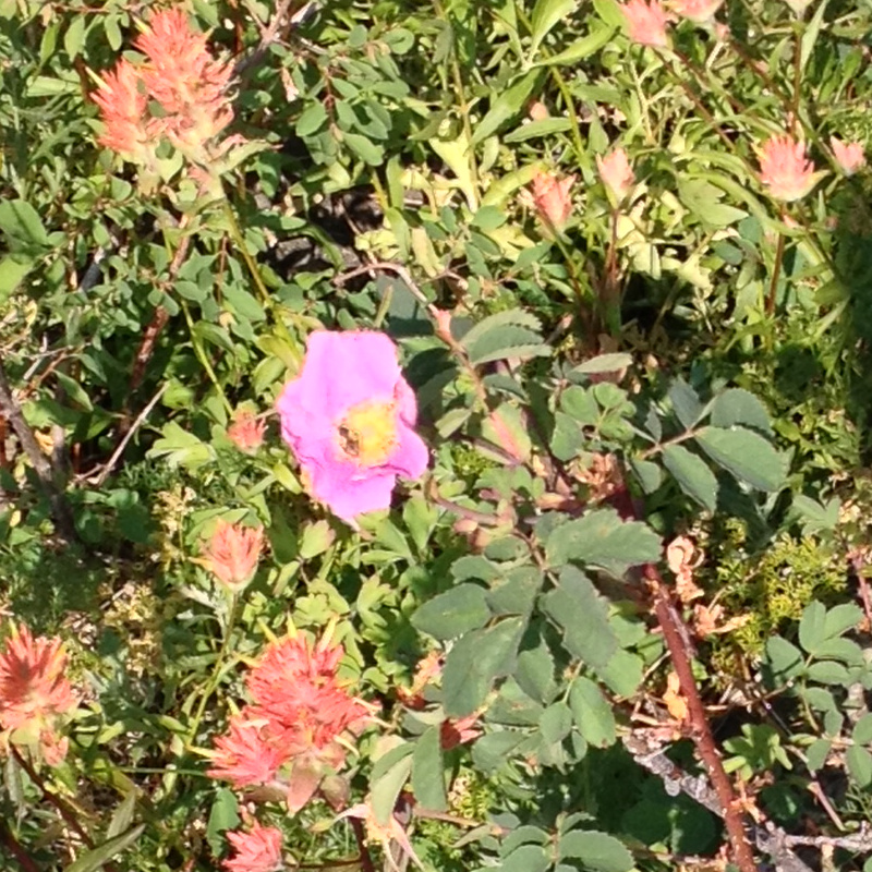 Wallowas Wildflowers