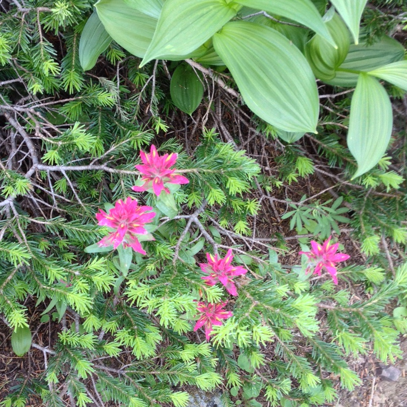 Wallowas Wildflowers