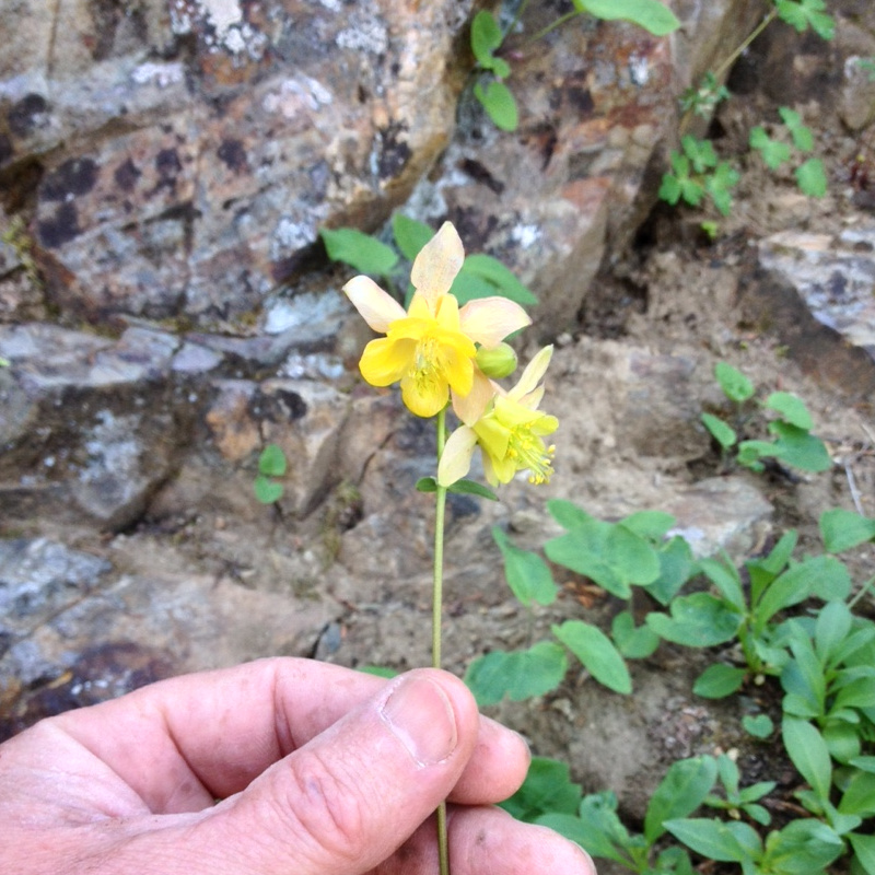 Wallowas Wildflowers