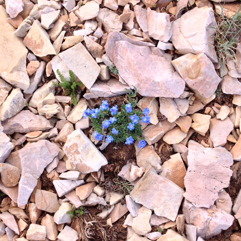 Wallowas Wildflowers