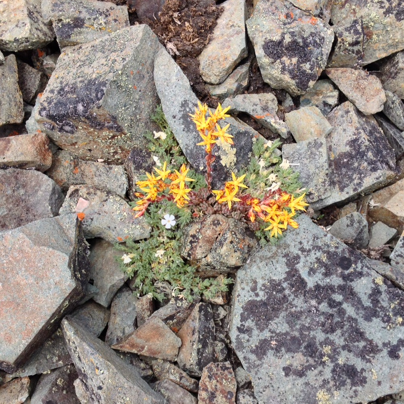 Wallowas Wildflowers