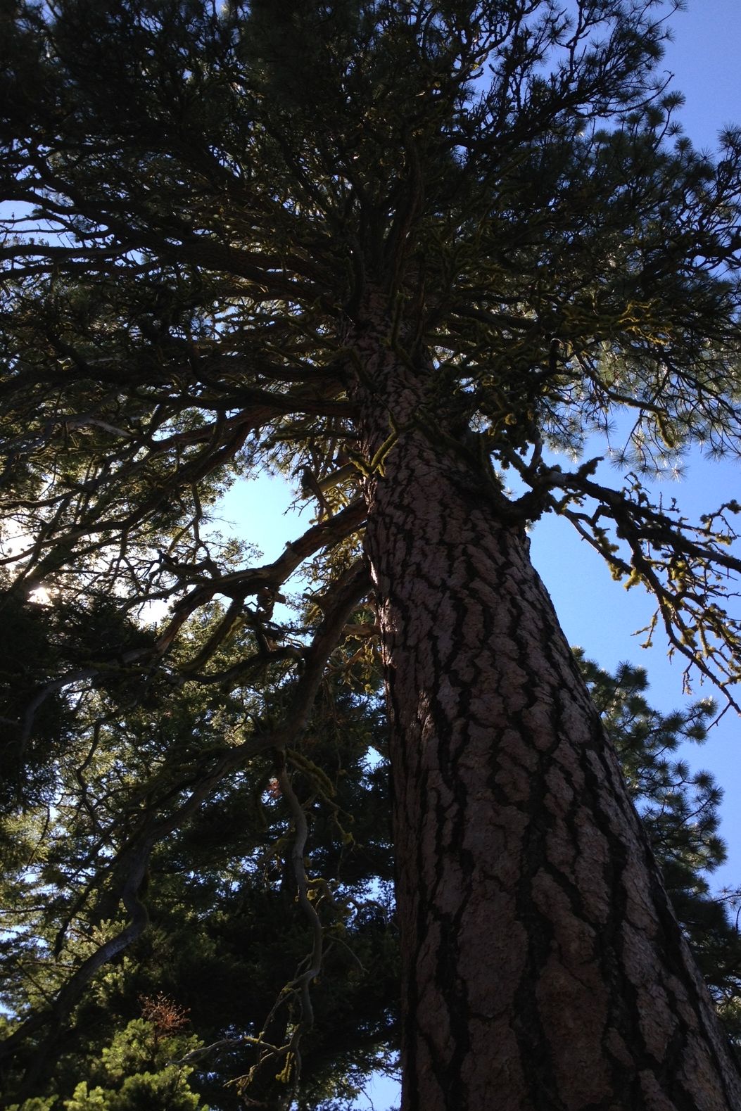 Looking up at a Ponderosa Pine.