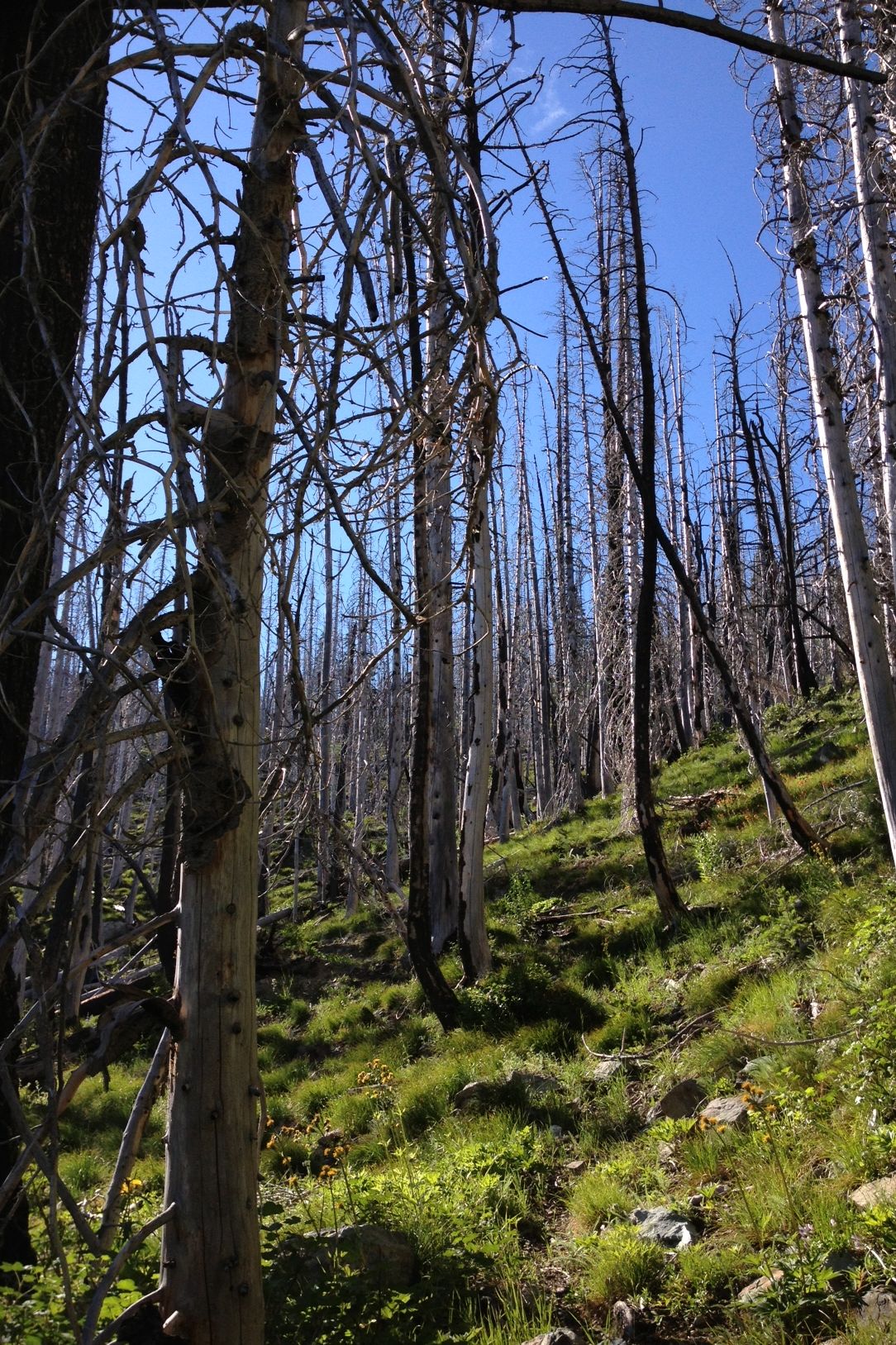 Sun-bleached subalpine fir.