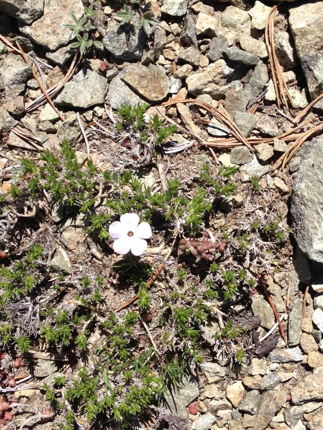 Wildflowers.