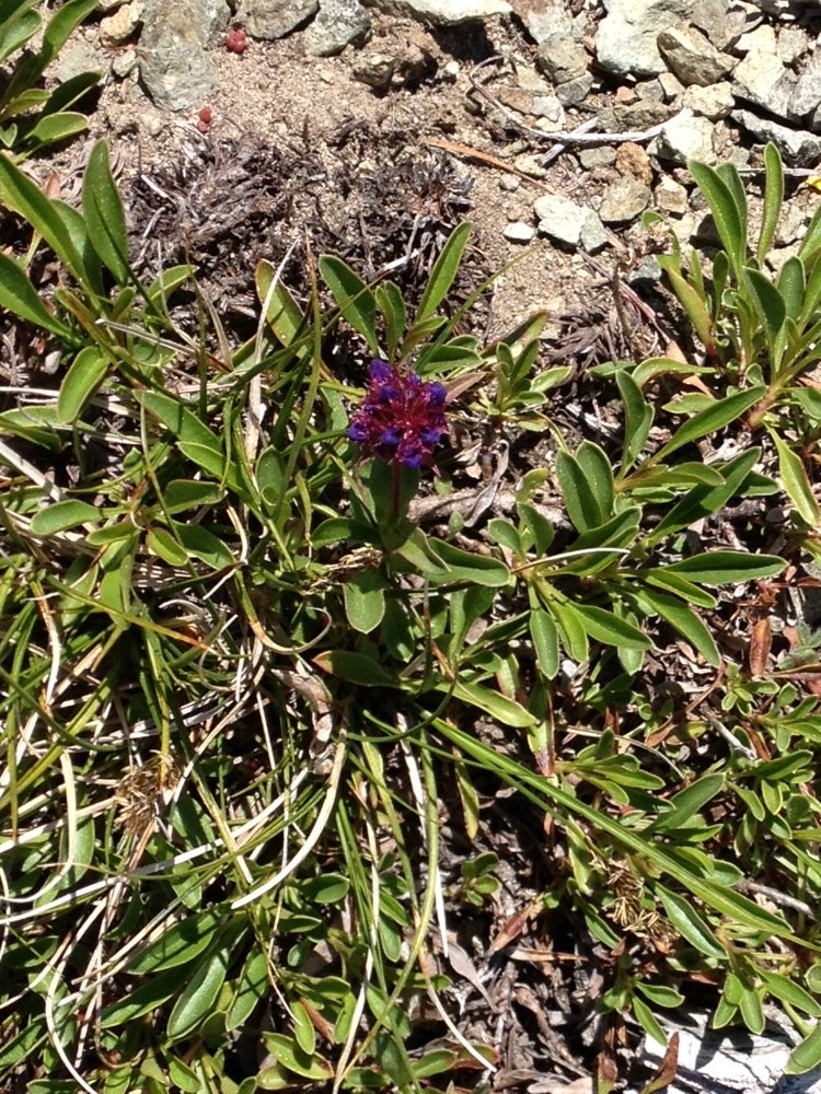 Wildflowers.