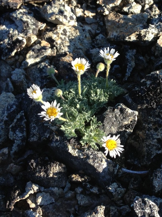 Wildflowers.