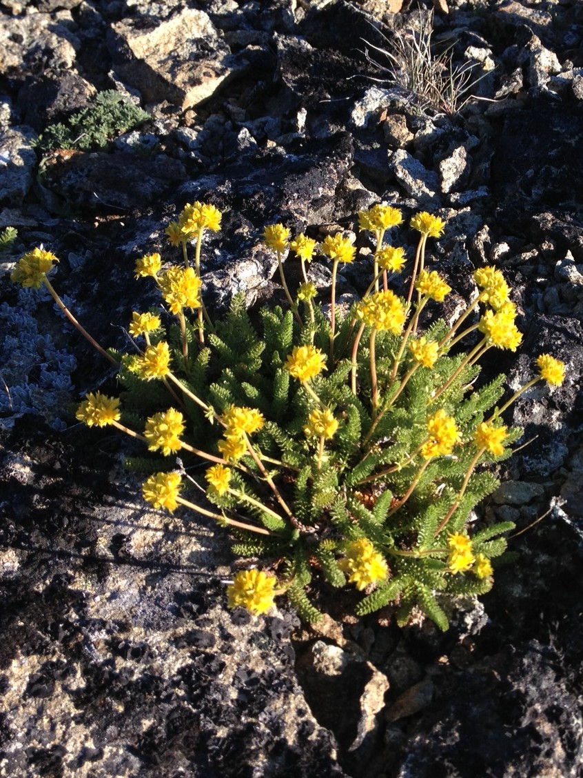 Wildflowers.