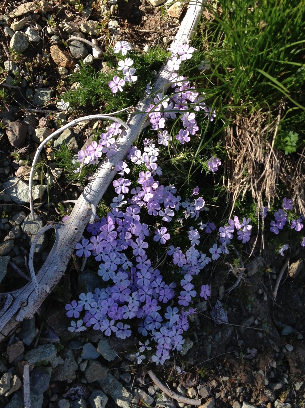 Wildflowers.