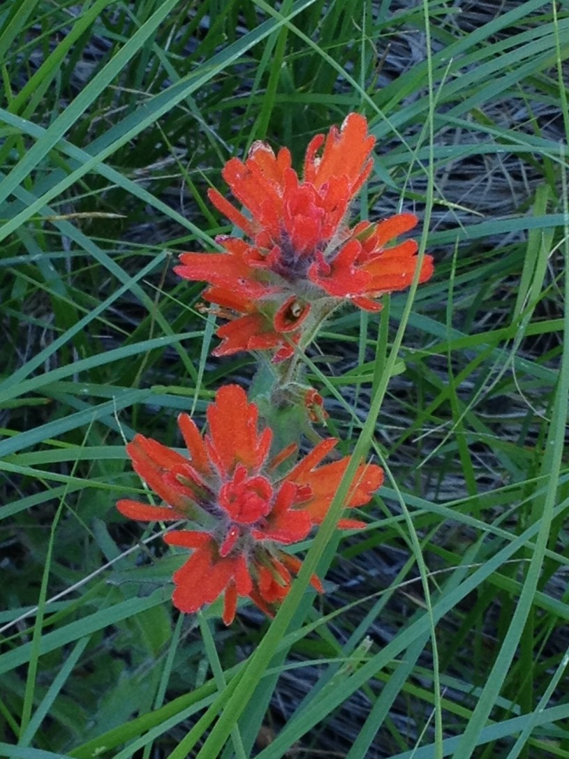 Wildflowers.