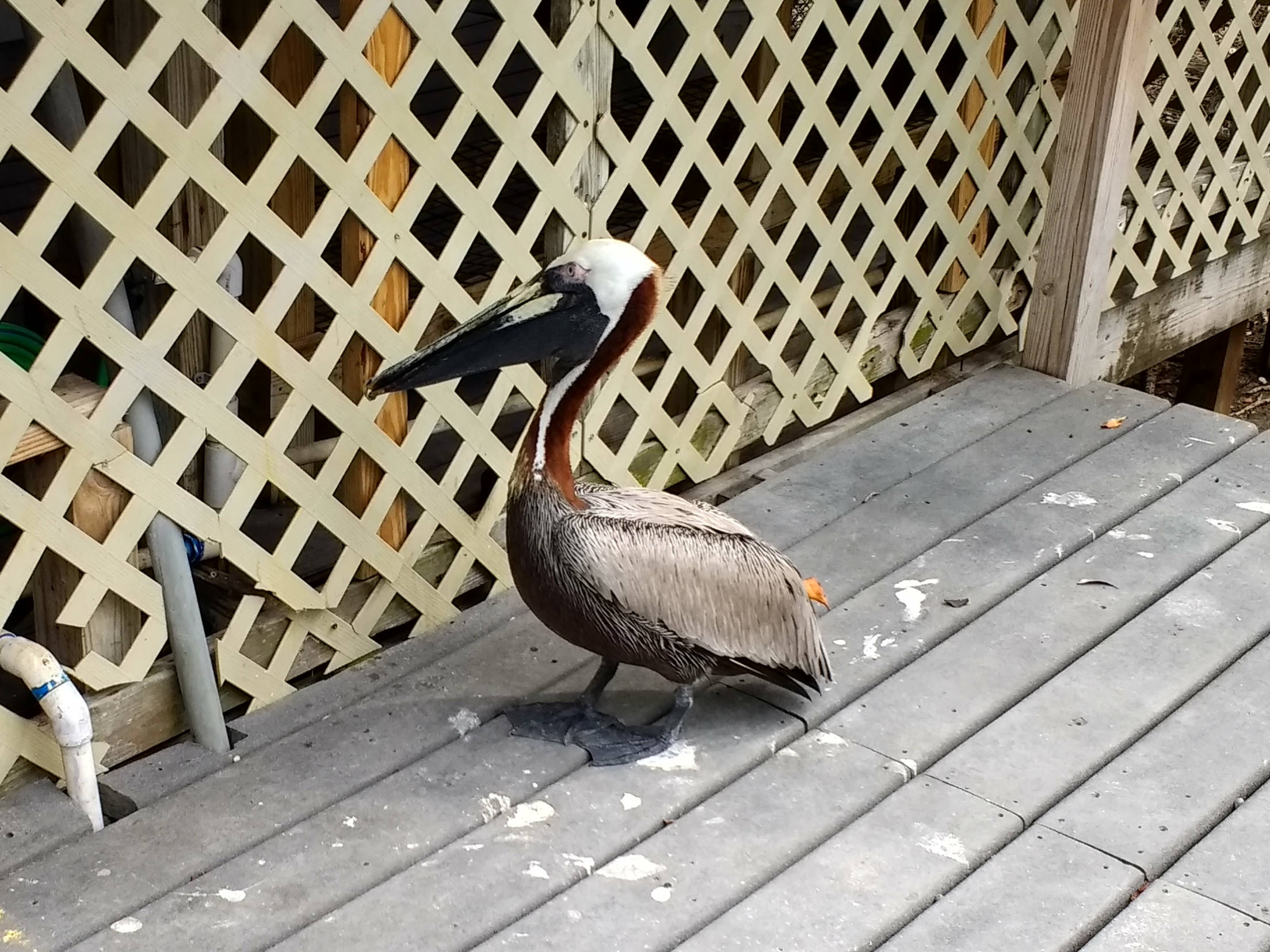 Pelican at bird sanctuary.