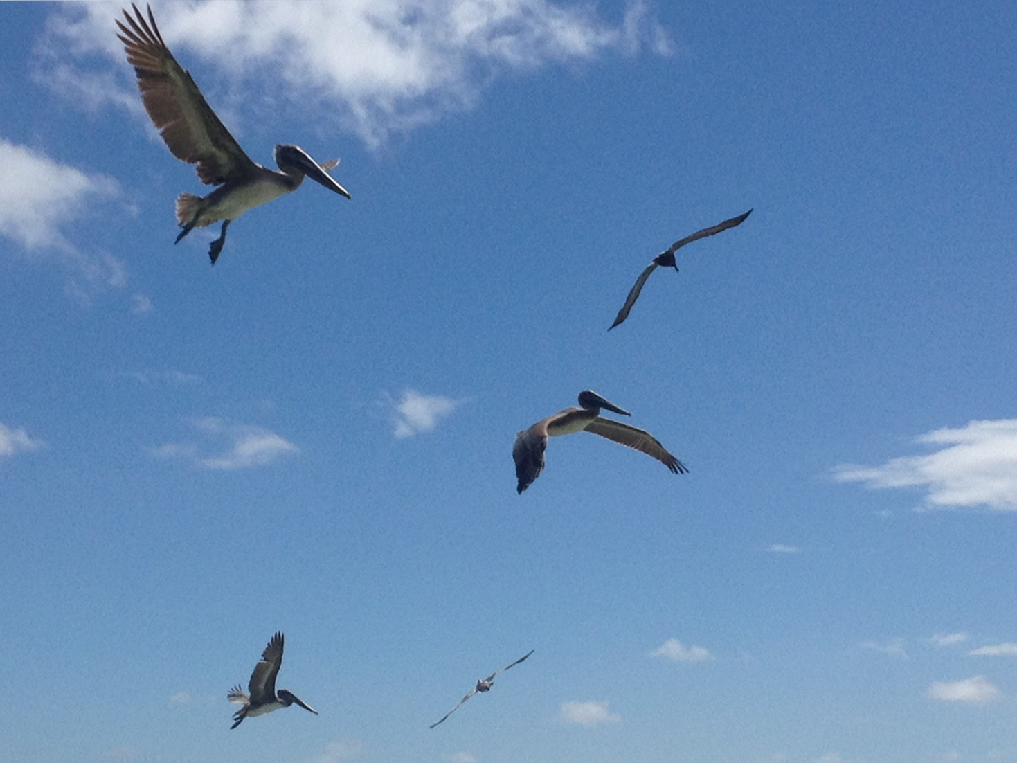 Shorebirds in flight.