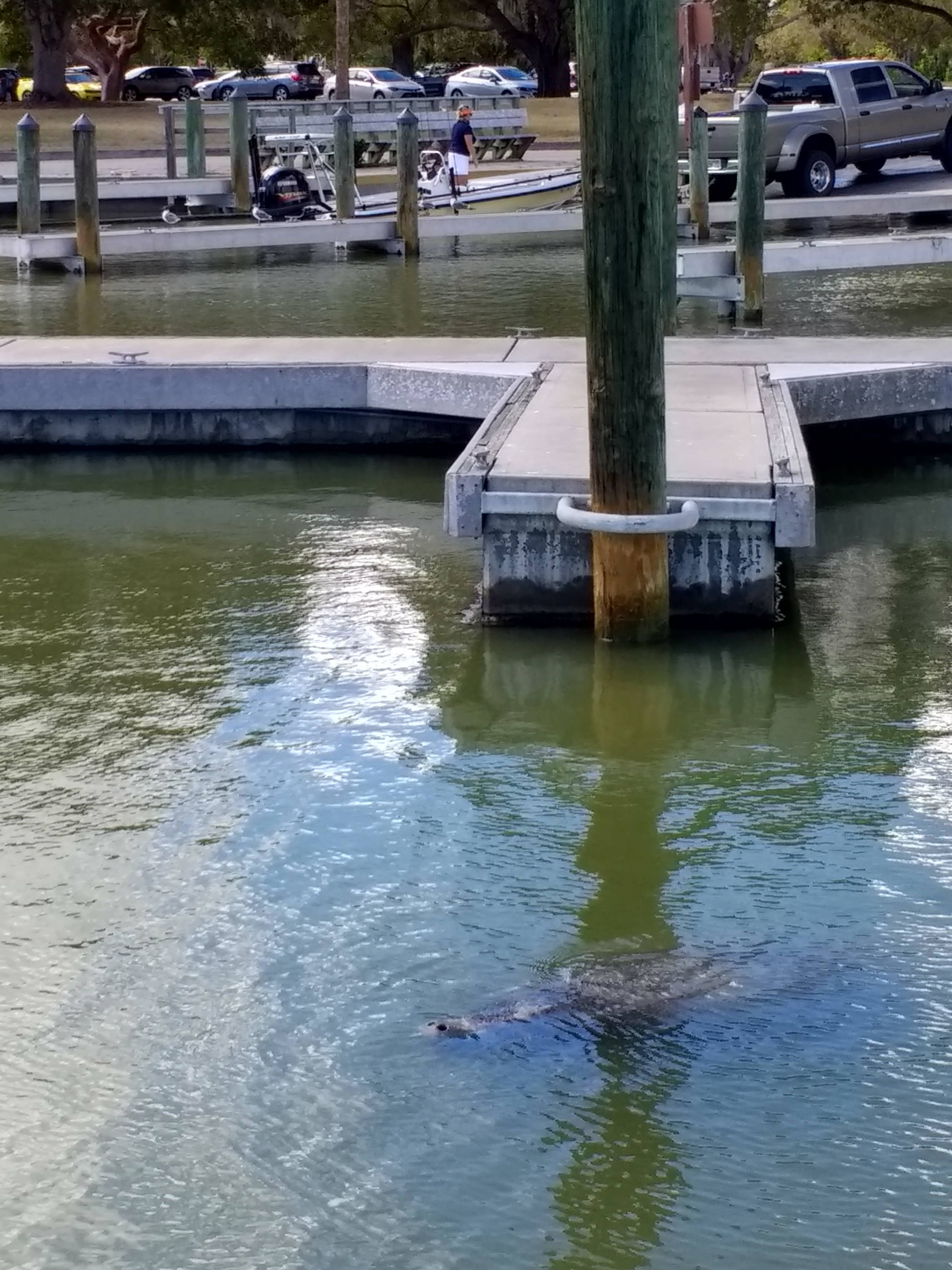 Manatee.