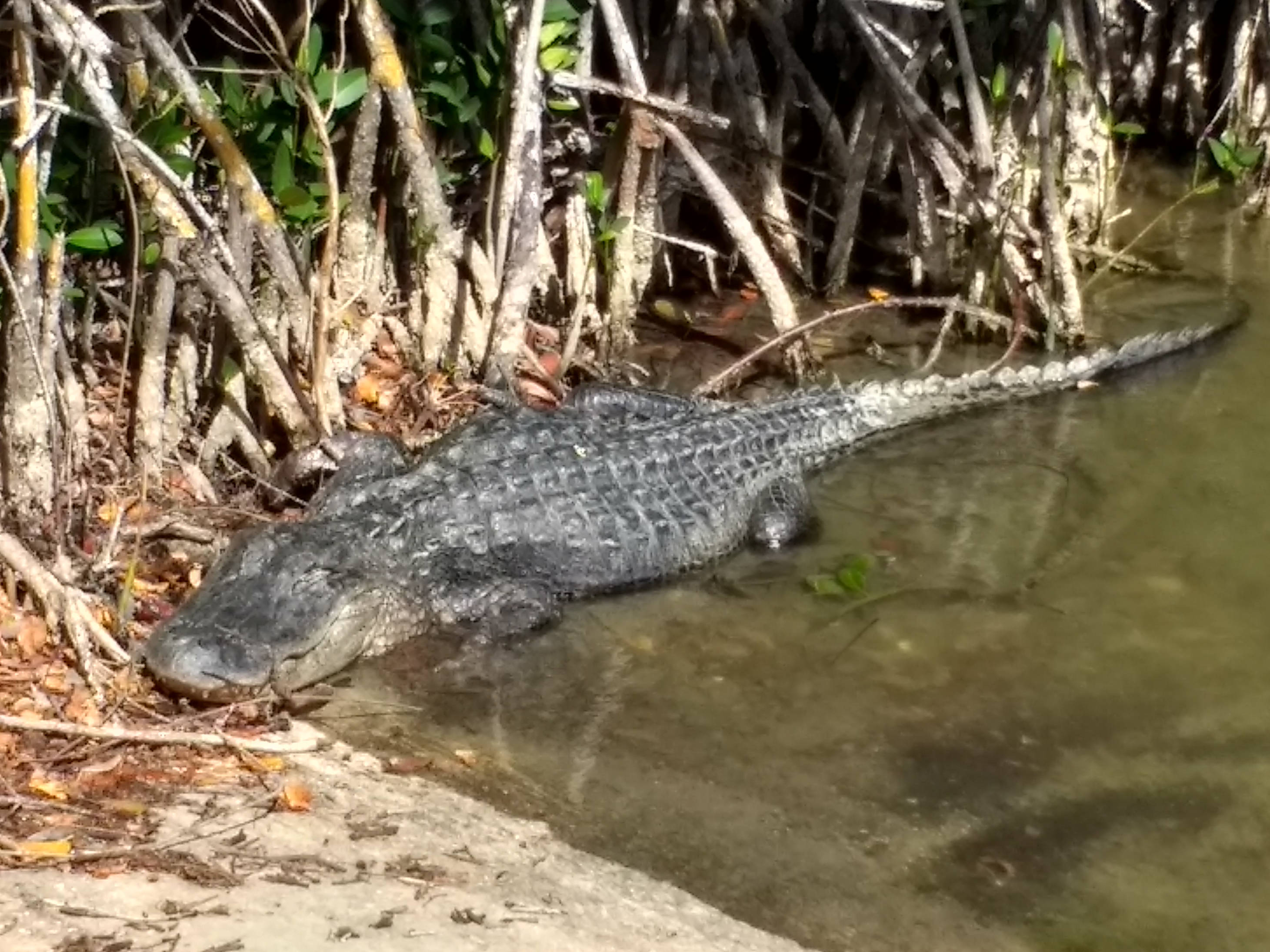 Driving into the Everglades over Rock Reef Pass.