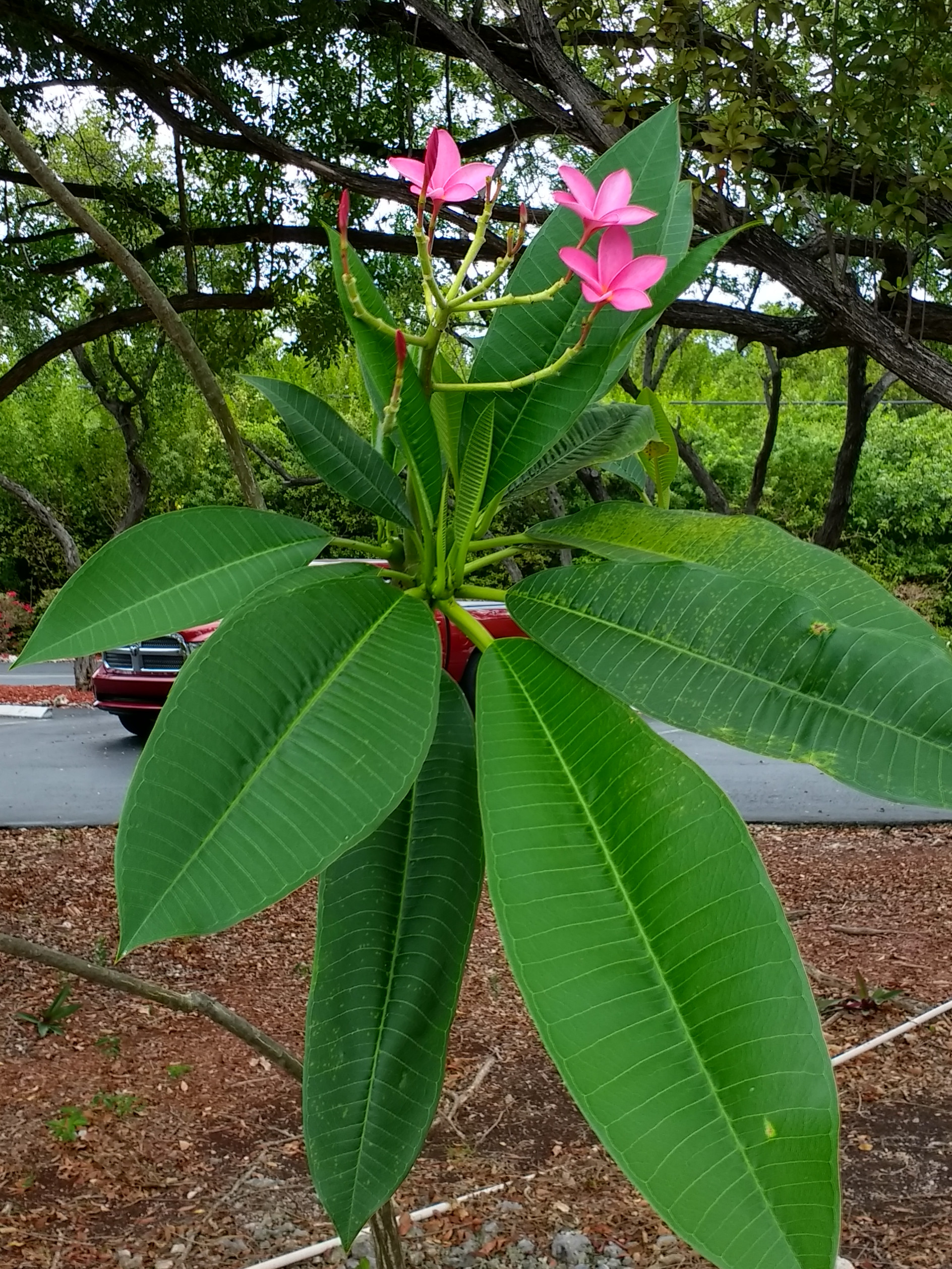 Pretty flower!