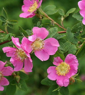 Wild Rose.