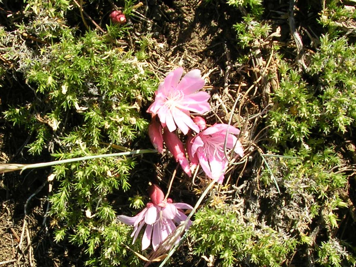 Wildflowers near Burnt Mountain.