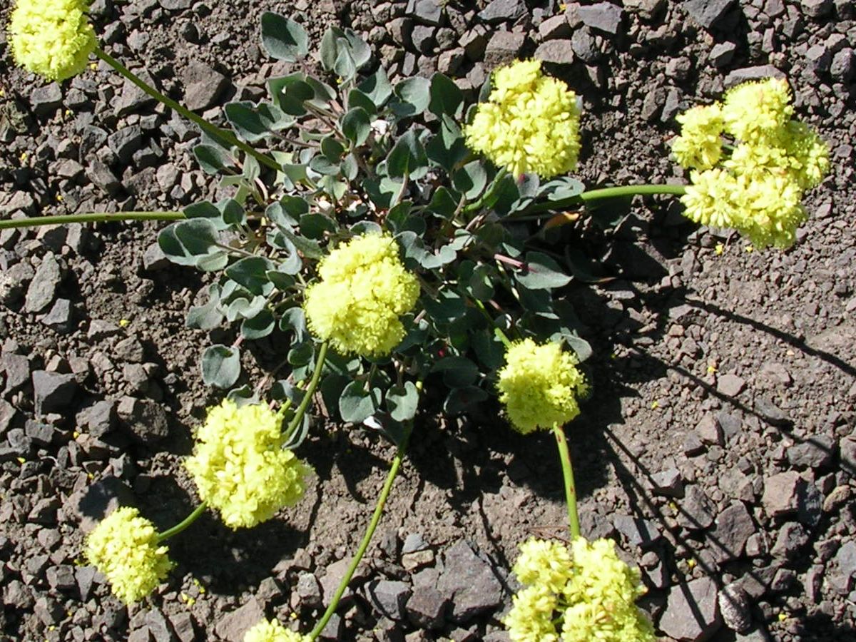 Wildflowers near Burnt Mountain.