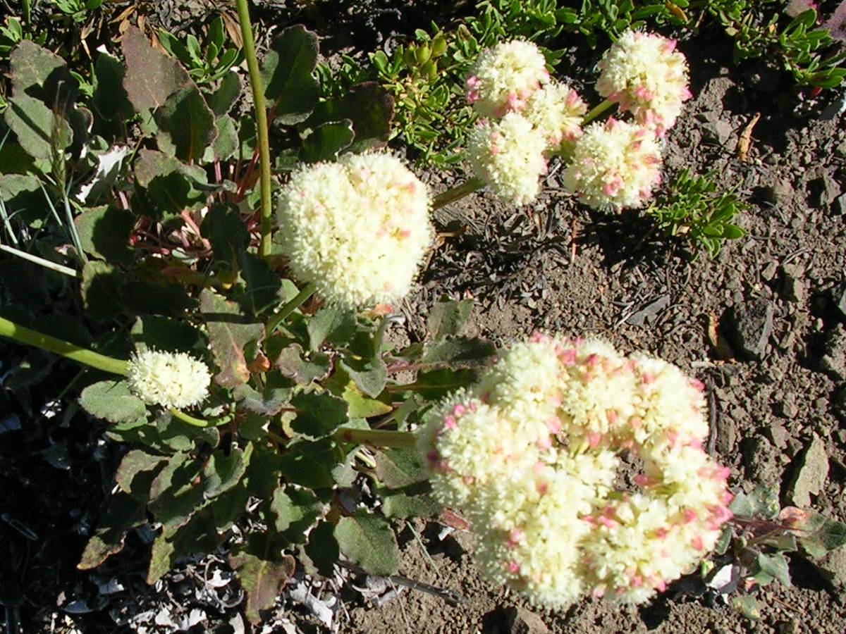 Wildflowers near Burnt Mountain.