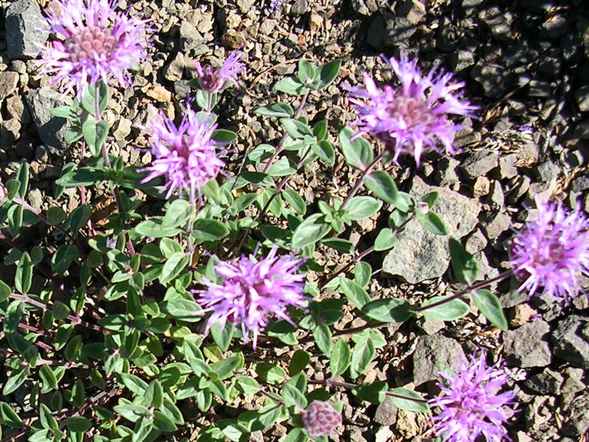 Wildflowers near Burnt Mountain.