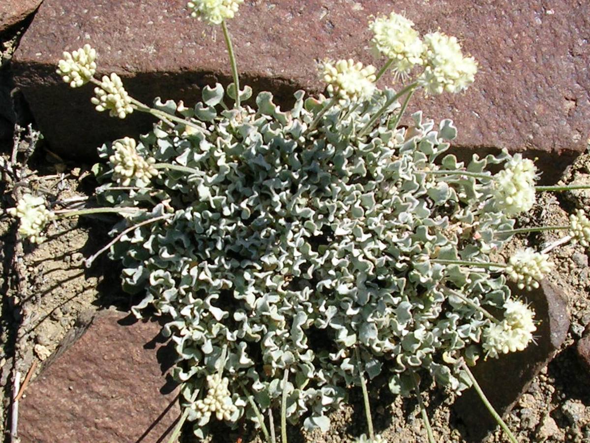 Wildflowers near Burnt Mountain.