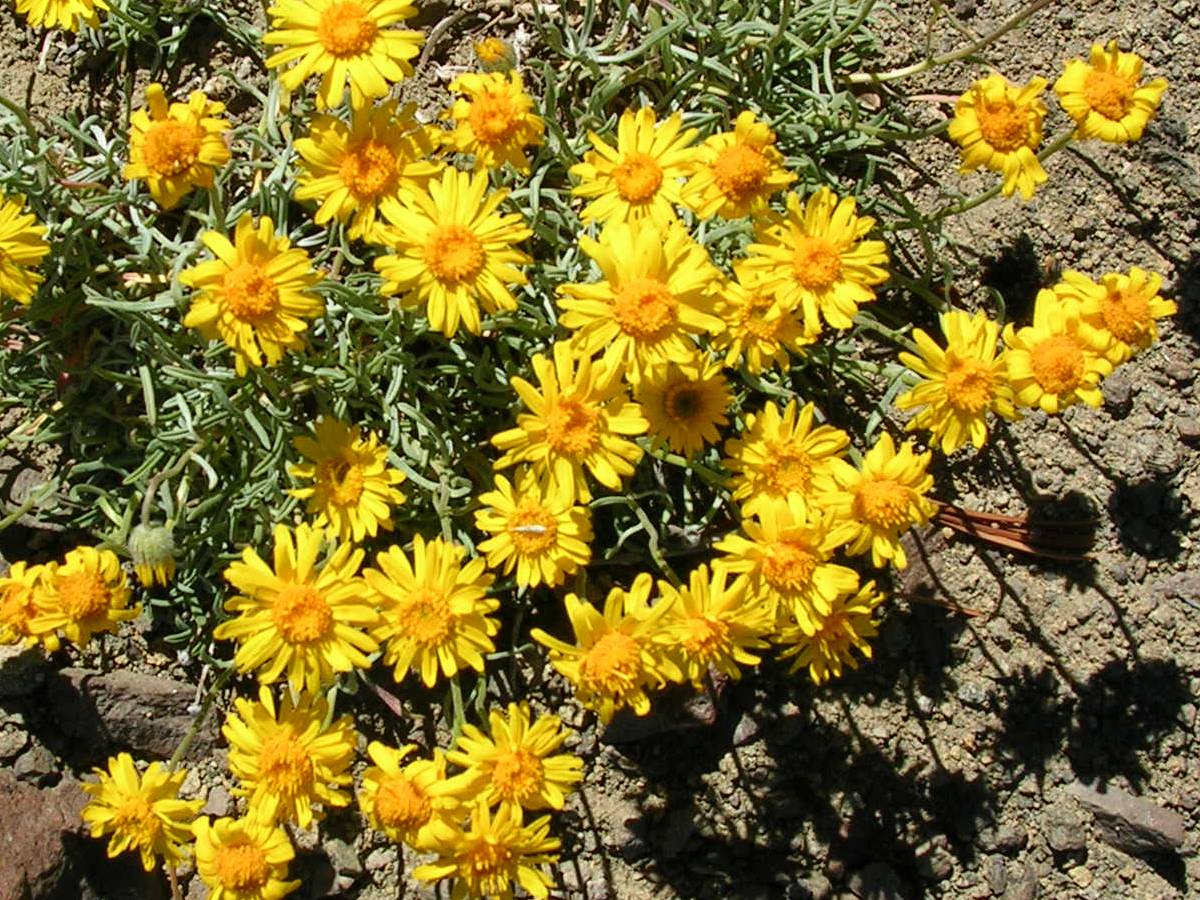 Wildflowers near Burnt Mountain.