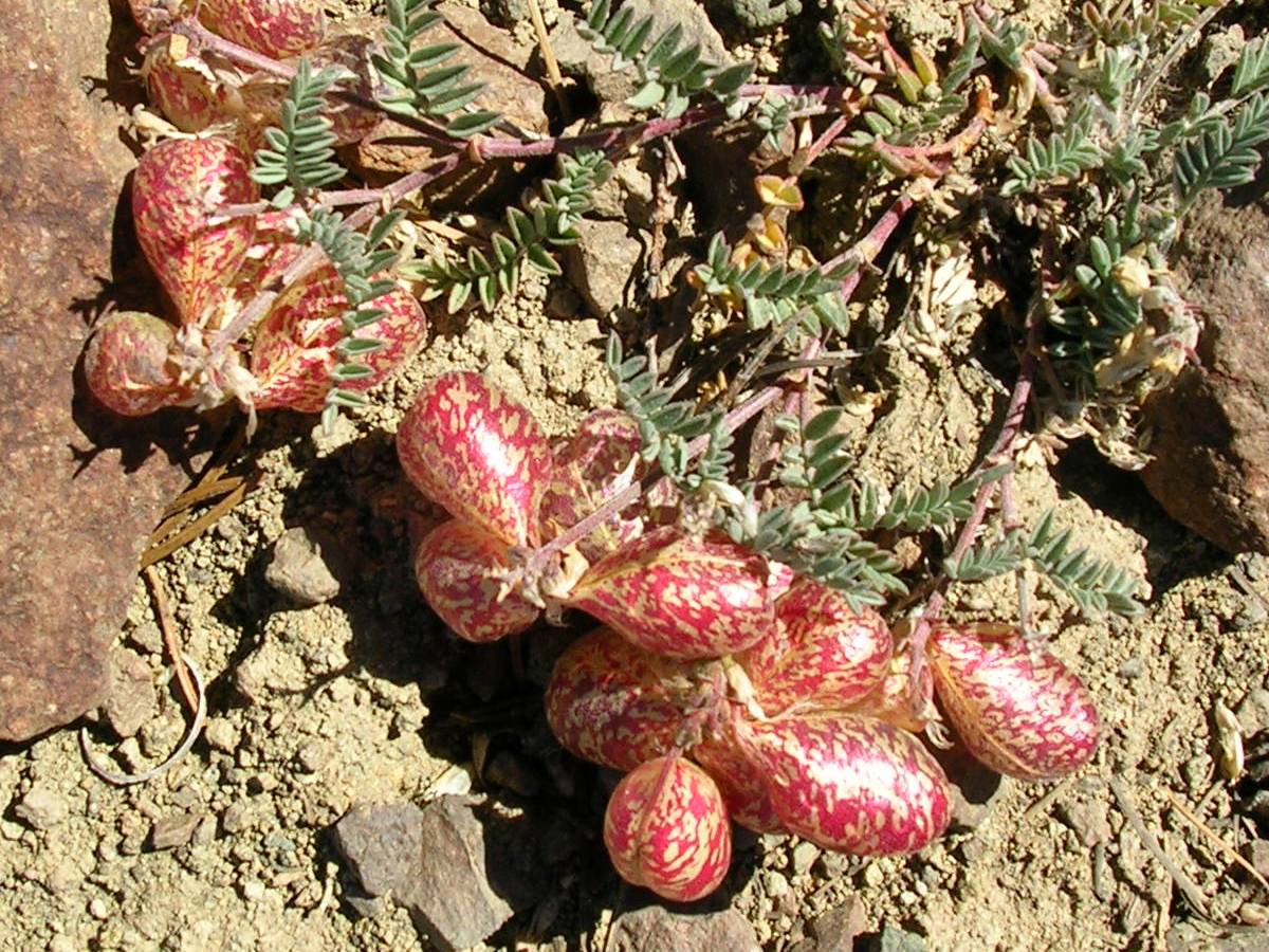 Wildflowers near Burnt Mountain.